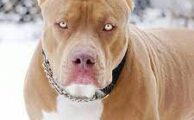 Keberagaman Jenis Anjing Pitbull Mempelajari Varian yang Menarik dan Mitos yang Perlu Dibongkar